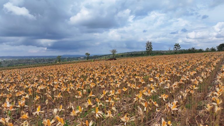 Perkuat Ketahanan Pangan Nasional, Presiden Prabowo Turun Langsung Panen Jagung di Tuban